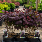 Škumpa vlasatá (Cotinus coggygria) ´ROYAL PURPLE´- výška 40-60 cm, kont. C2L